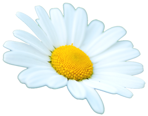 Daisy Clip Art Transparent PNG PNG Play