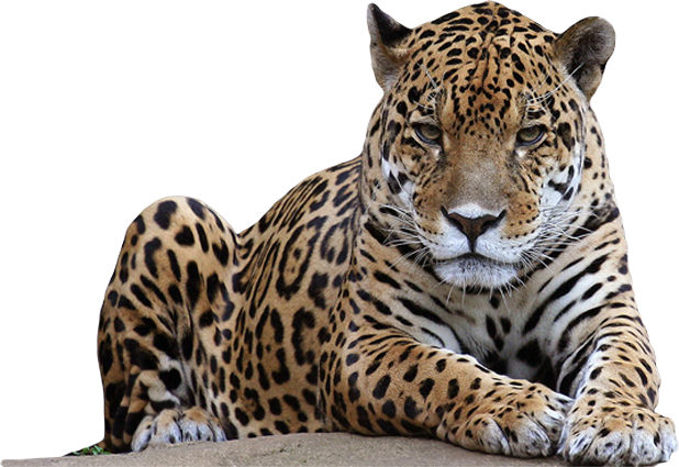 Jaguar Animal Pictures Free Download