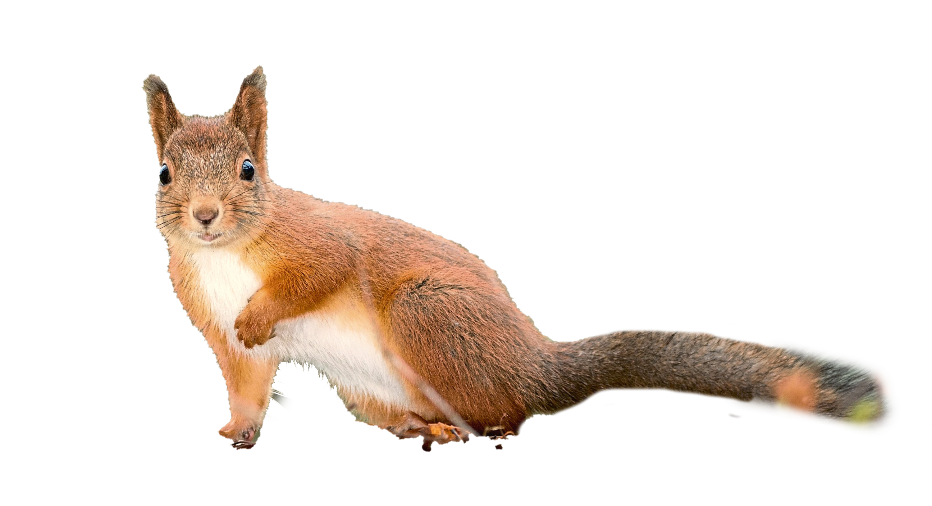 Squirrel Transparent Background Png Play