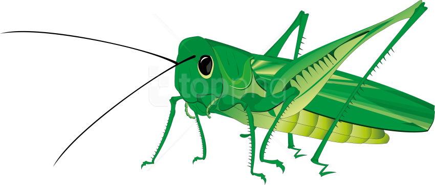 Download gratuito dellimmagine del PNG grasshopper animata