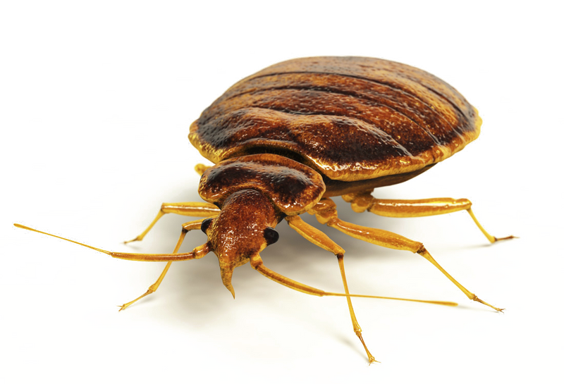 Bed Bug achtergrond PNG-afbeelding