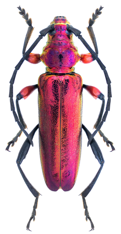 Immagine del PNG del fondo del bug della betia