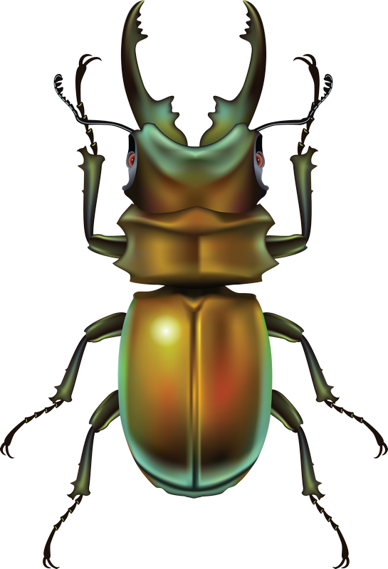 Beetle Unduh bug PNG gratis