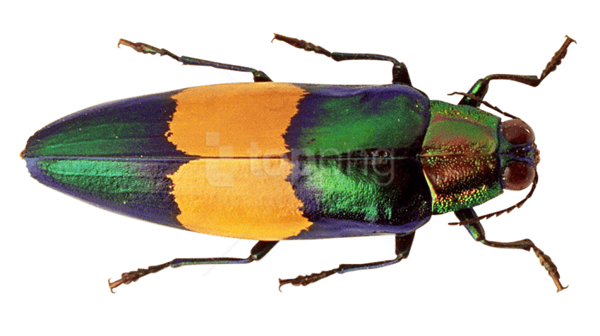 Beetle Bug Free PNG