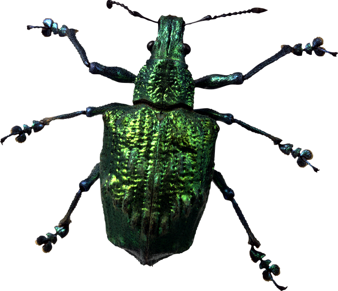 Beetle Bug PNG Unduh File Gratis
