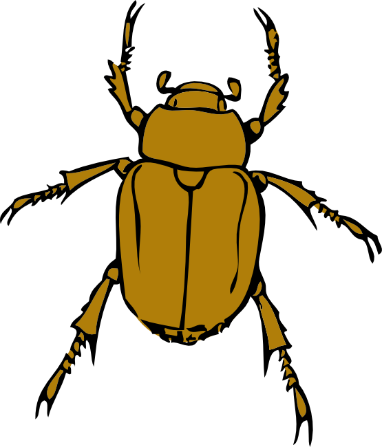 Beetle Bug PNG HD Quality