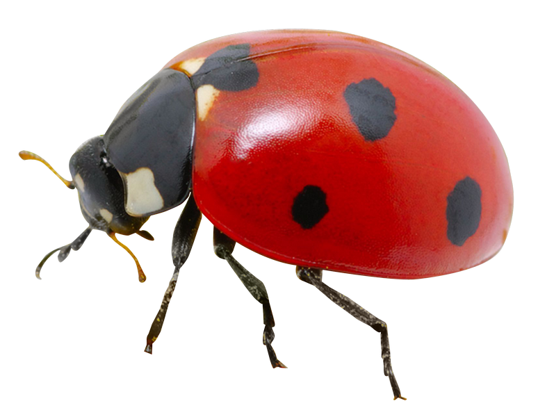 Beetle Bug PNG Photos