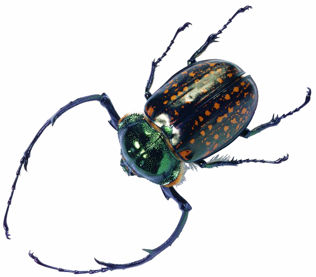Beetle File transparan bug