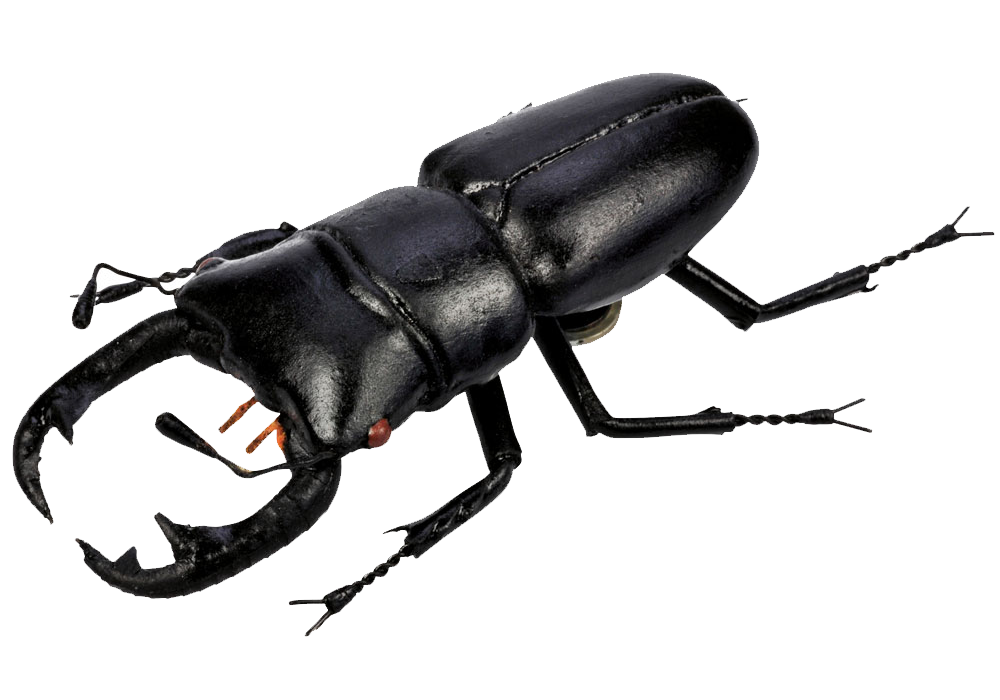 Beetle Bug transparan PNG gratis