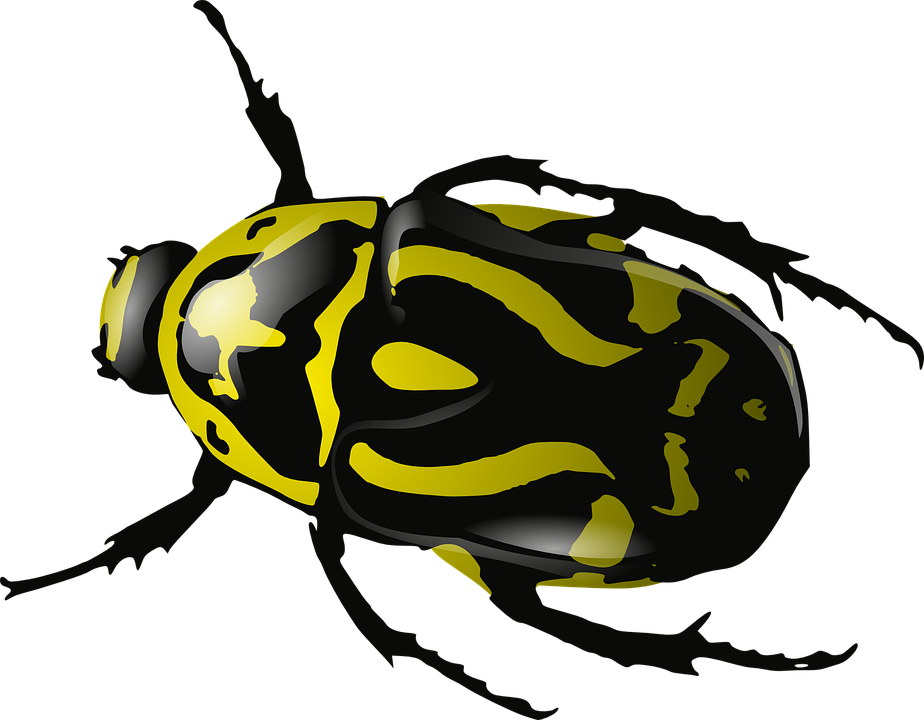 Beetle Bug transparan gambar