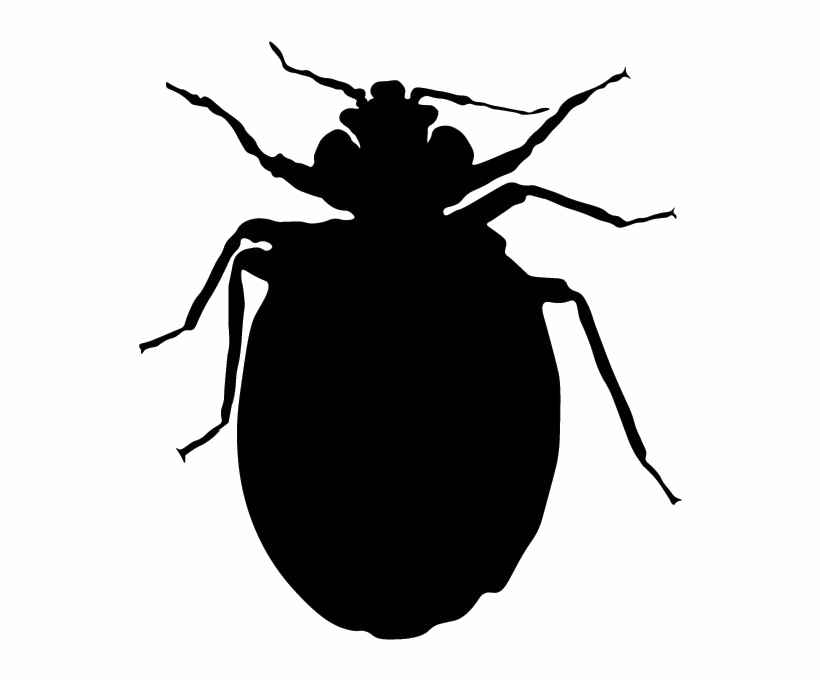 Black Bug Latar belakang PNG gambar
