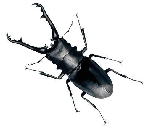 Black Bug PNG latar belakang
