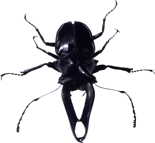 Immagine trasparente del bug nero
