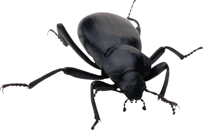 Zwarte bug transparante PNG