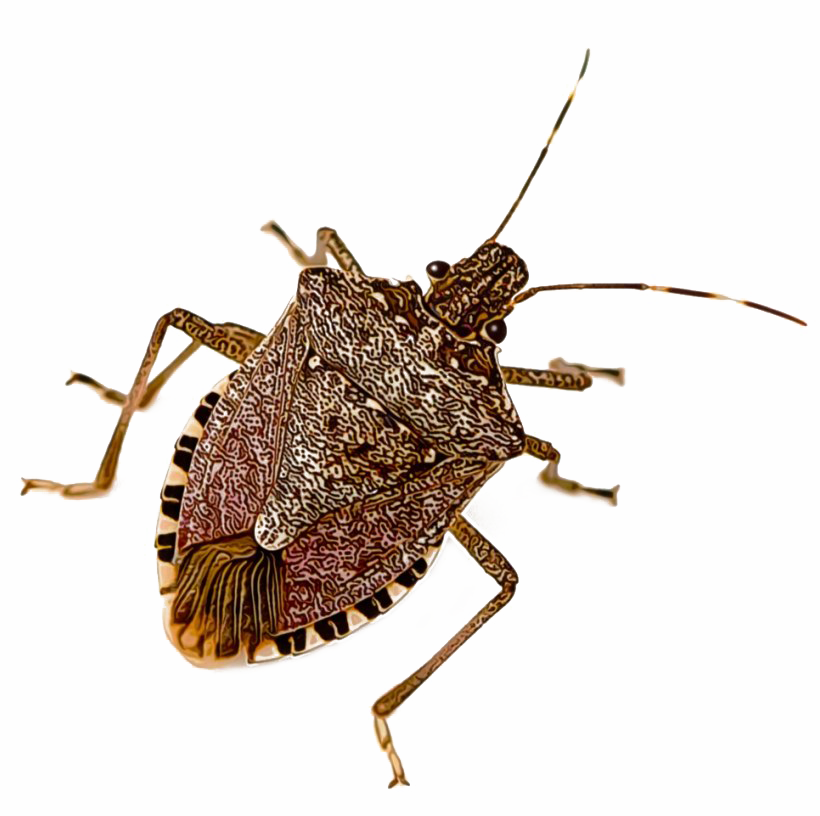Brown Bug Latar belakang PNG gambar
