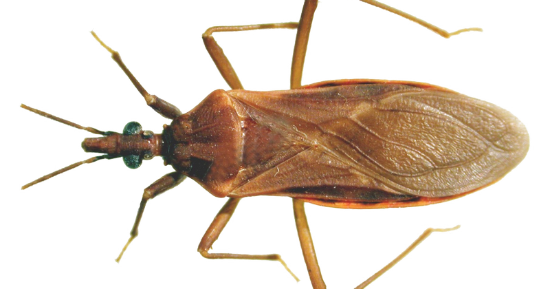 Brown-Bug-PNG-Clipart-Hintergrund