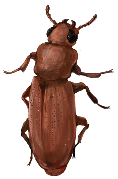 Brown Bug PNG HD-Qualität