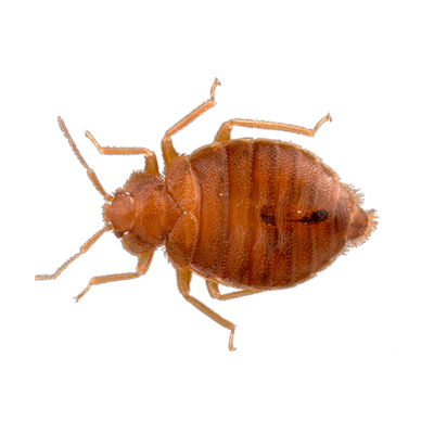 Bug bruno sfondo trasparente