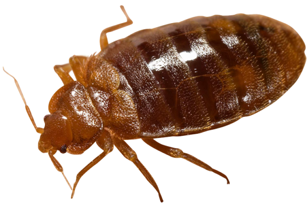 File trasparente Bug Brown