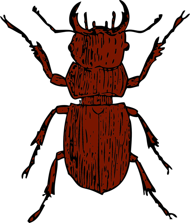 Bug Brown Transparent GRATIS PNG