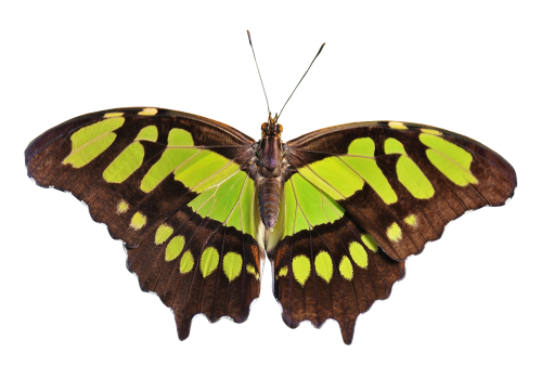 Sfondo a farfalla PNG