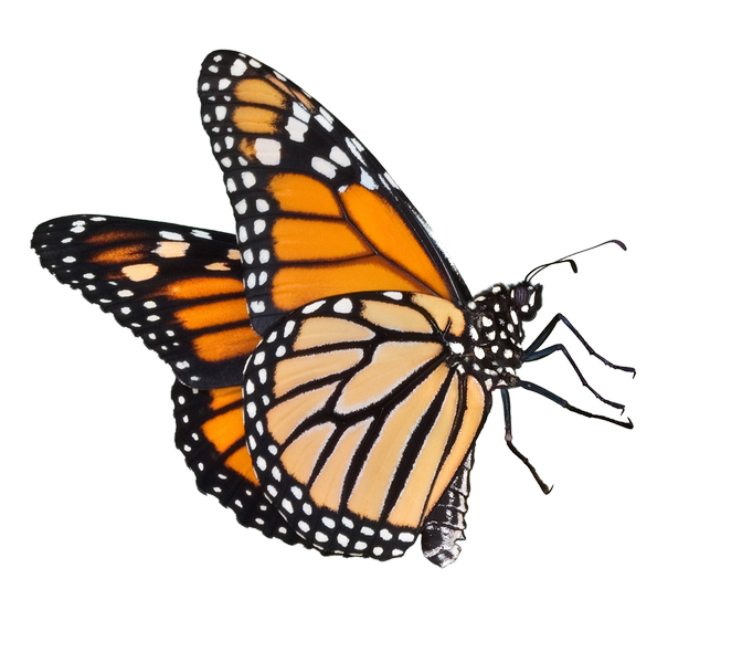 Butterfly PNG Clipart Background