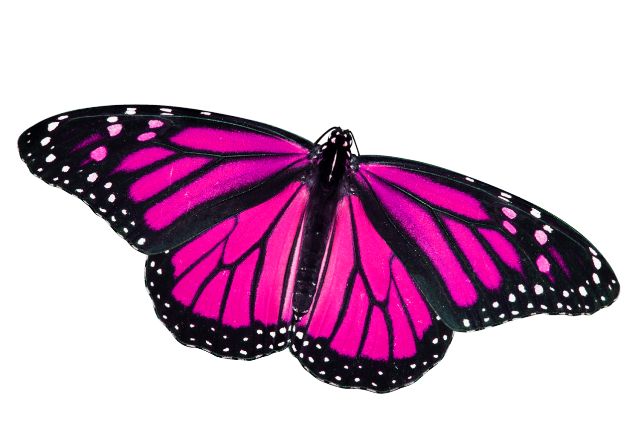 Butterfly PNG File Download Free