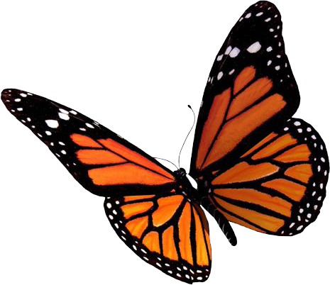 Butterfly PNG Free Image