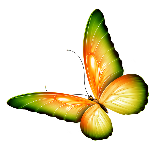 Butterfly PNG HD Photo