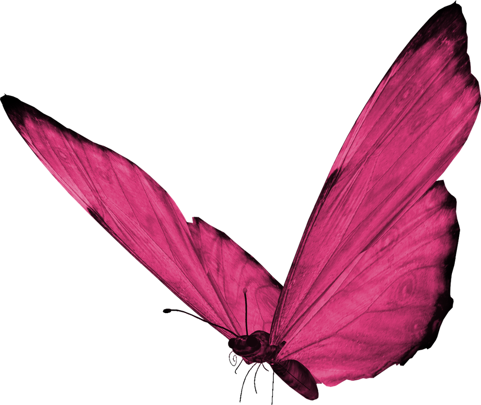 나비 PNG HD 품질