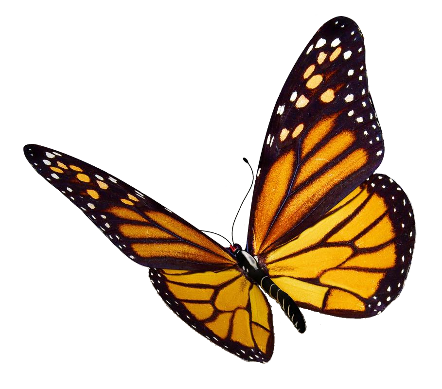 Butterfly PNG Image HD