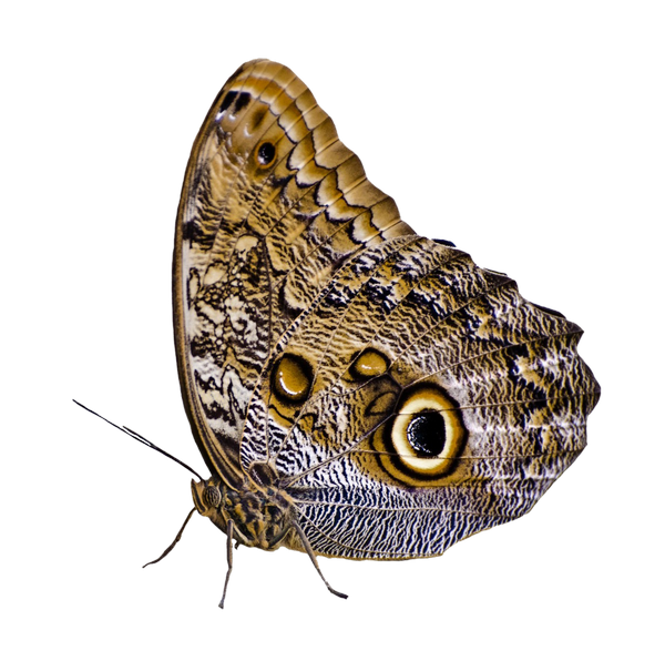 나비 PNG 사진 이미지