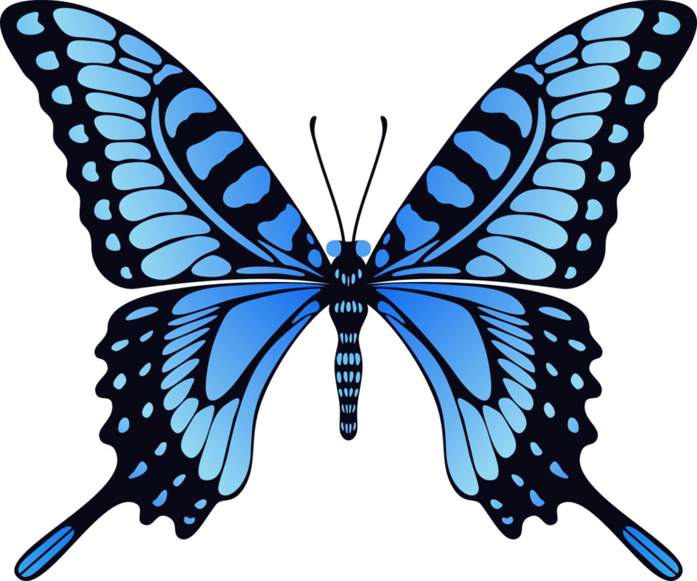 Butterfly PNG Transparent Background