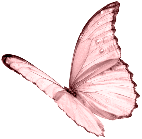 나비 PNG 투명 이미지