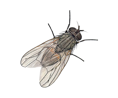 Fly PNG Clipart background