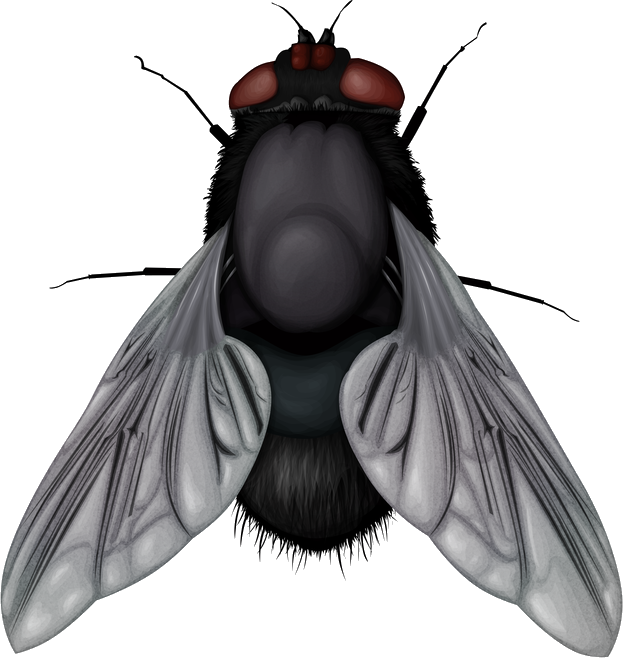 Fly PNG Unduh Image