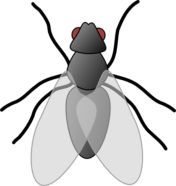 Vliegende bug PNG Clipart achtergrond