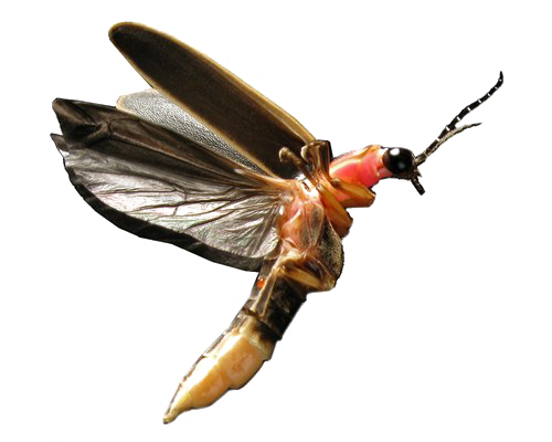 Immagine trasparente del bug volante