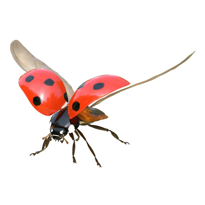 Immagini trasparenti del bug volante