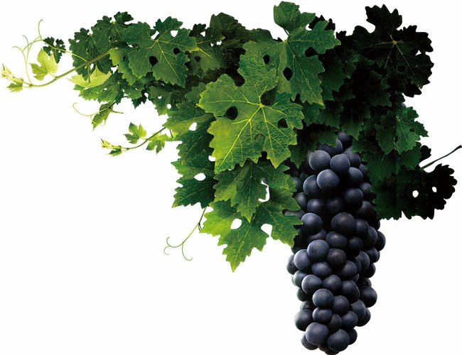 Uvas PNG Clipart Background