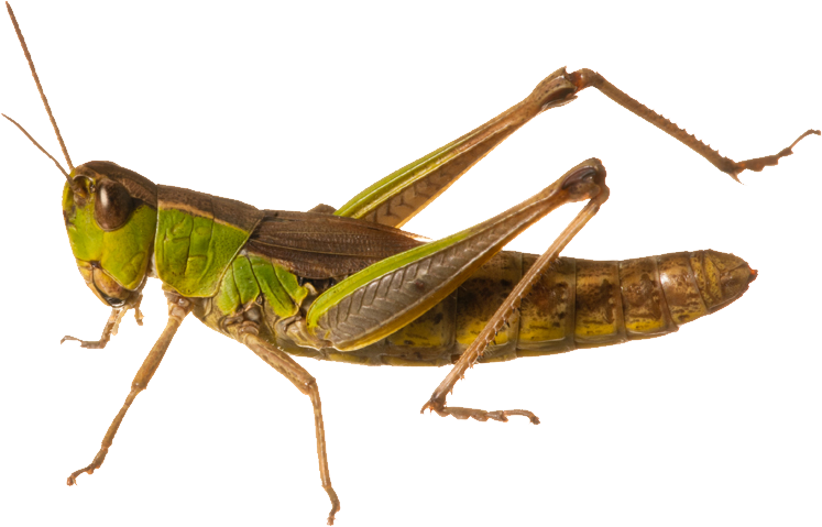 Grasshopper PNG herunterladen Bild herunterladen