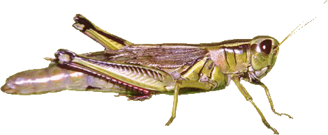 Grasshopper PNG Immagine gratis