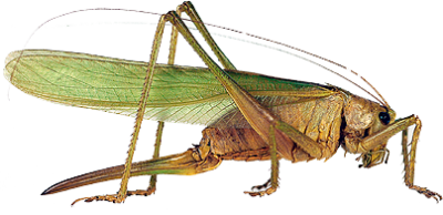 Grasshopper PNG HD Quality