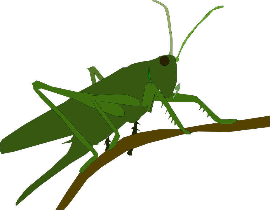 Grasshopper PNG-Bild HD