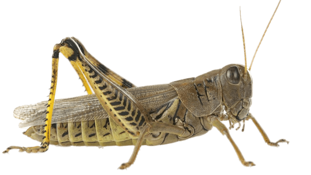 Latar belakang belalang PNG transparan