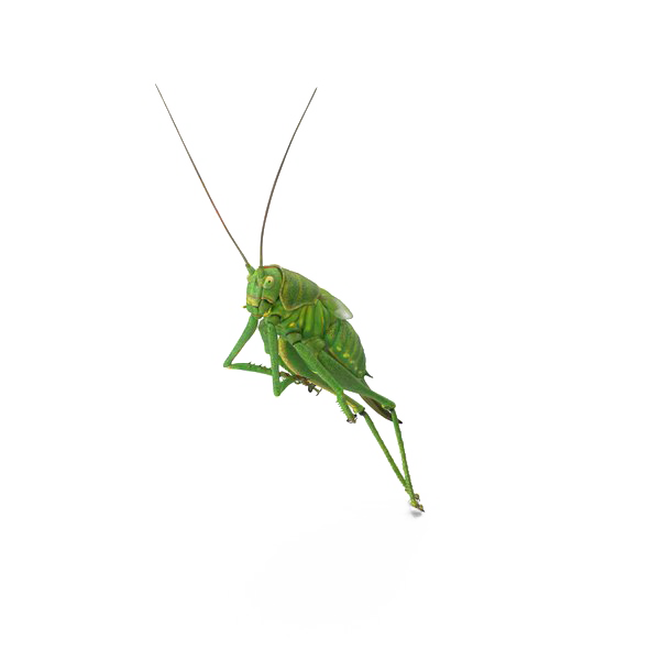 Grasshopper PNG Transparentes Bild