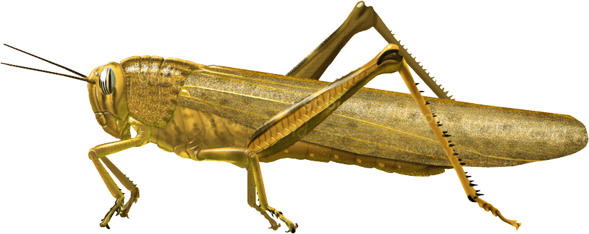 Grasshopper PNG Foto Transparan