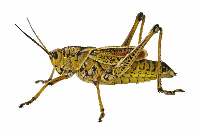 Grasshopper PNG Transparent