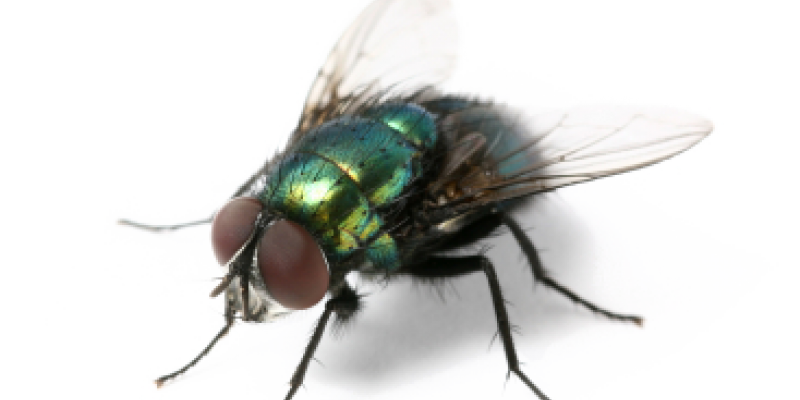 Grüner Fliegen-PNG-Clipart-Hintergrund