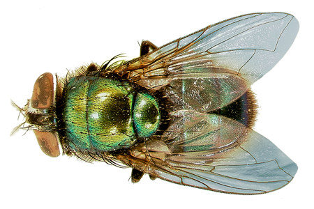 Grüner Fliegen-PNG-transparenter Hintergrund